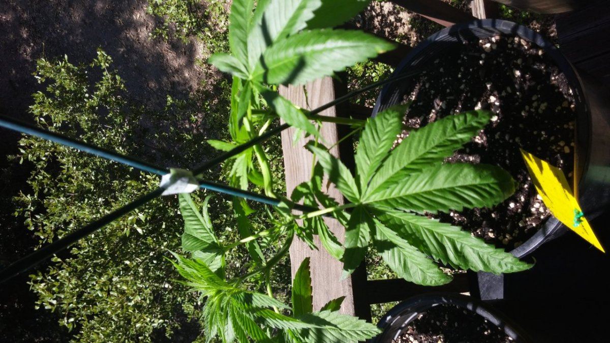 My mountain tree house grow 5