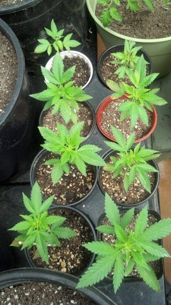 My mountain tree house grow