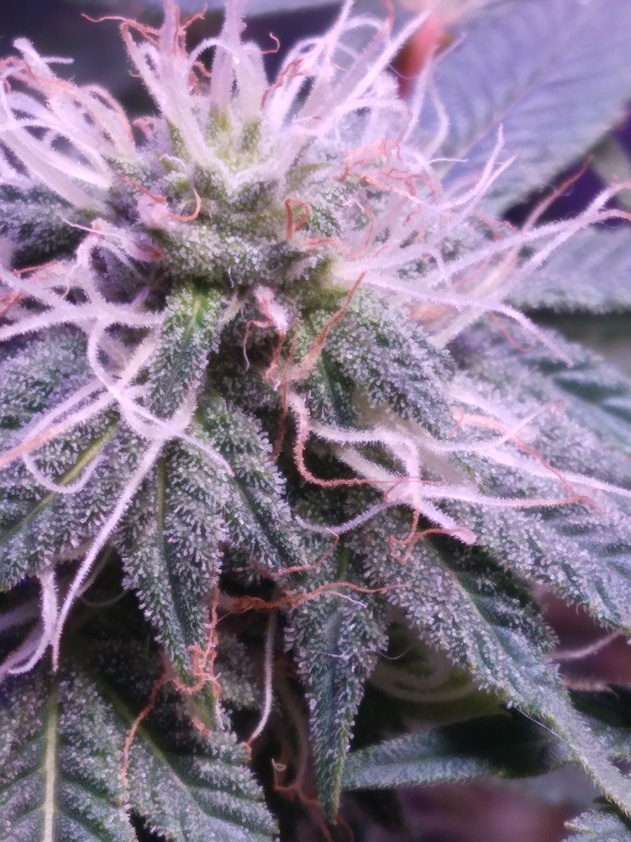 My new auto strain doing well in week 4 of flower 2
