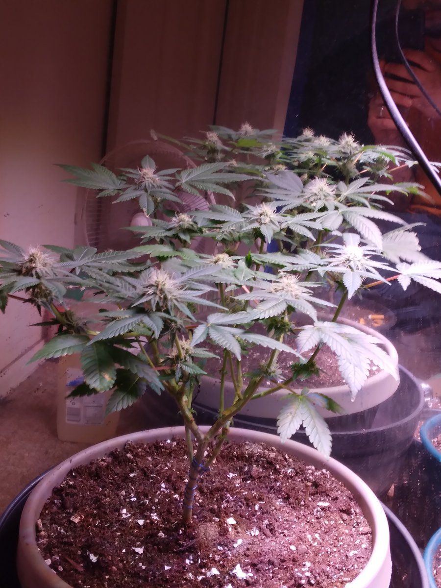 My new auto strain doing well in week 4 of flower 5