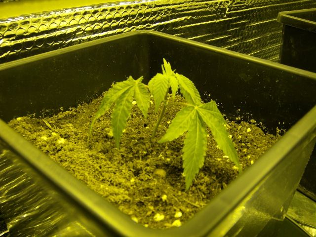 My new clones look drooped opinions please 2
