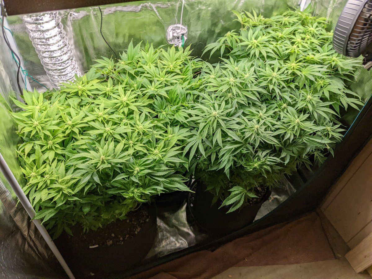 My overly ambitious first grow 10
