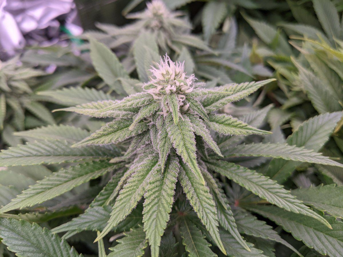 My overly ambitious first grow 11