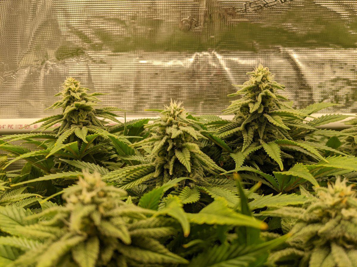My overly ambitious first grow 14