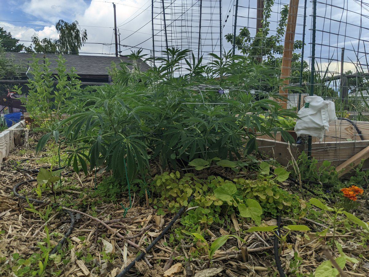 My overly ambitious first grow 15