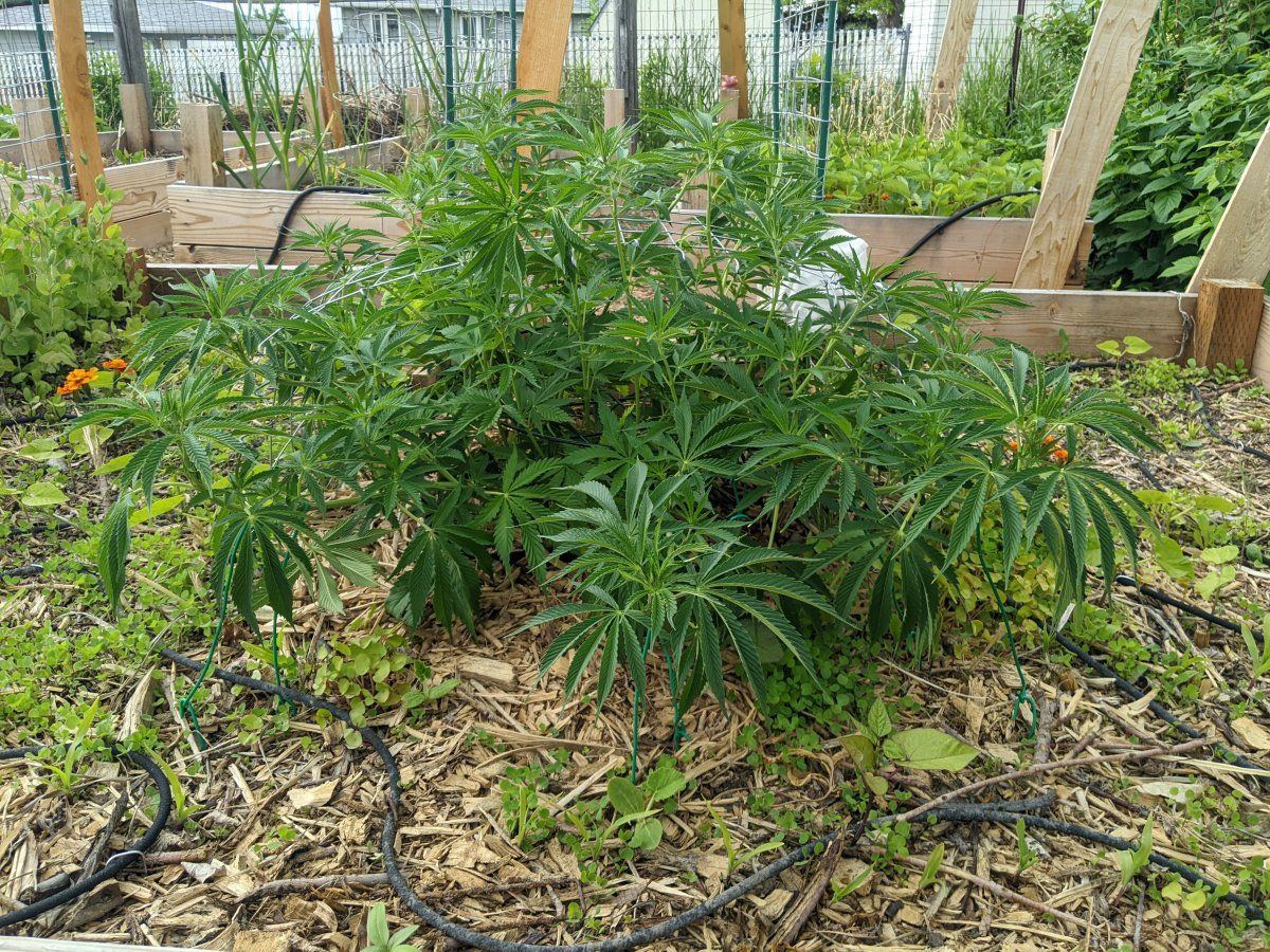 My overly ambitious first grow 16