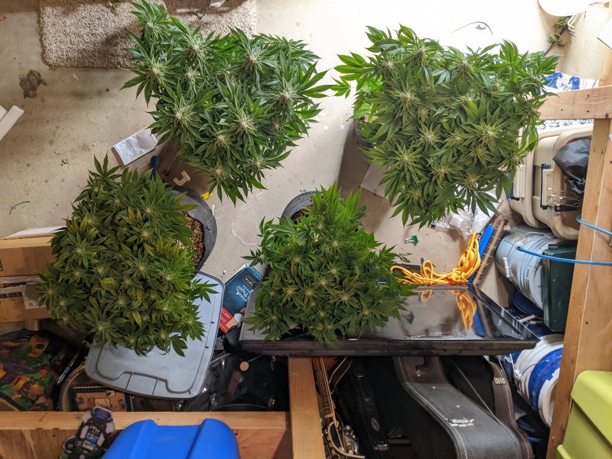 My overly ambitious first grow 17