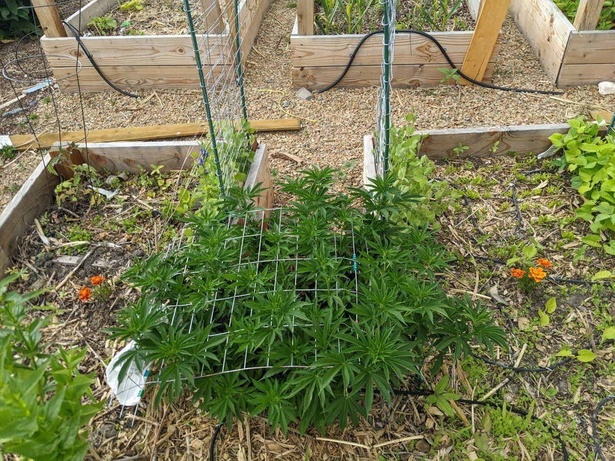 My overly ambitious first grow 18