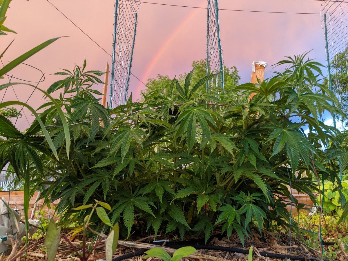 My overly ambitious first grow 19