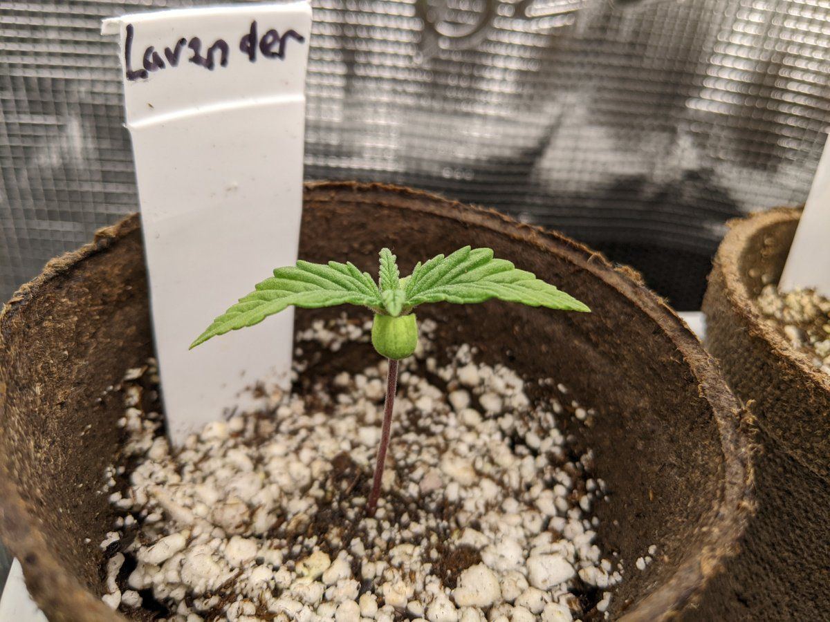 My overly ambitious first grow 3