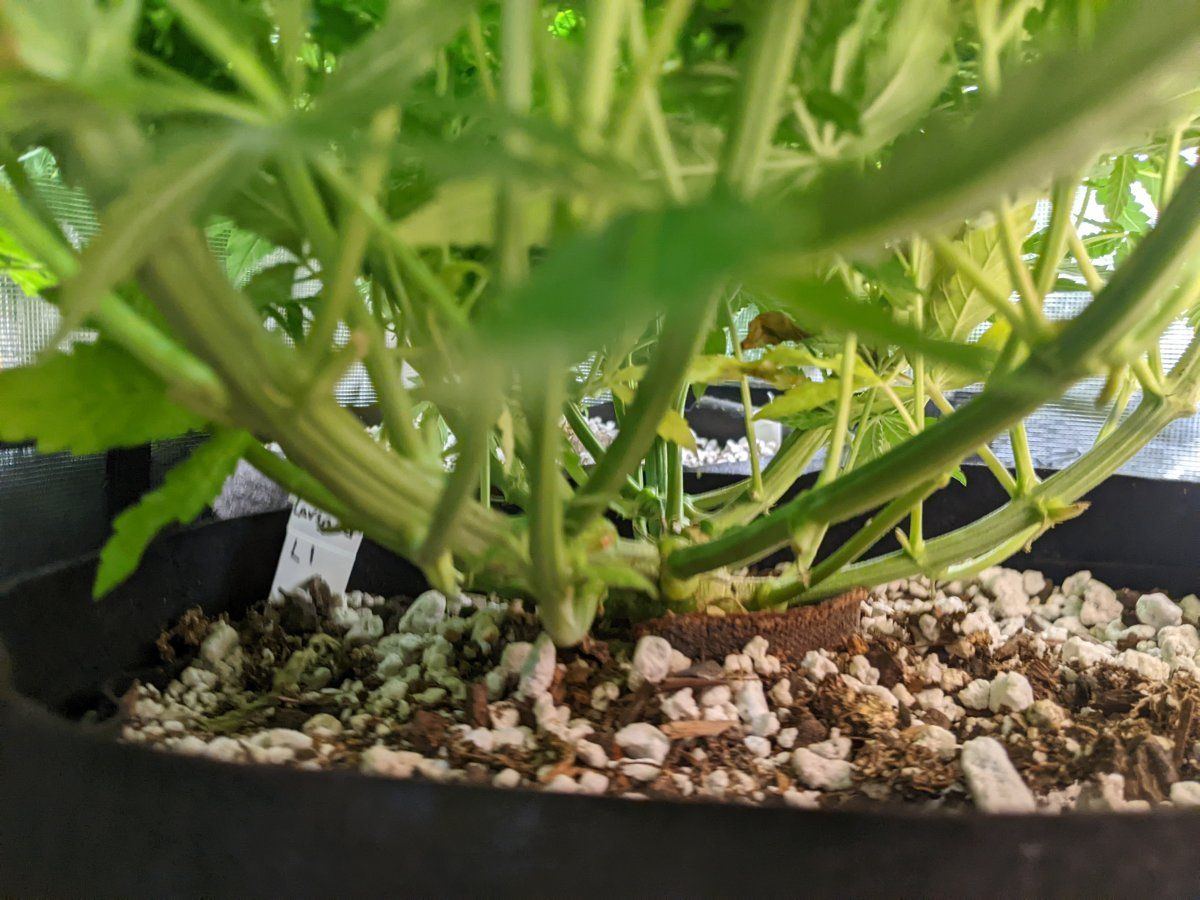 My overly ambitious first grow 5