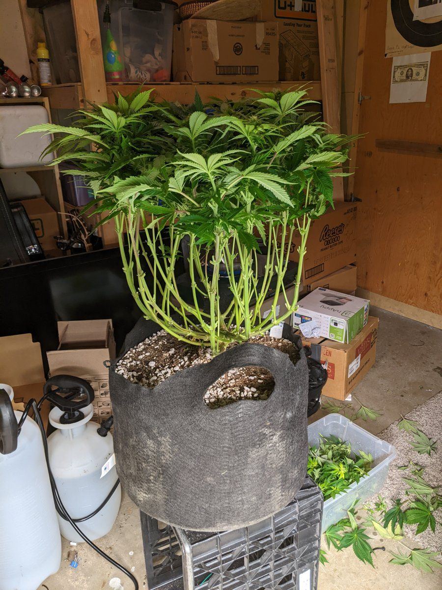 My overly ambitious first grow 7