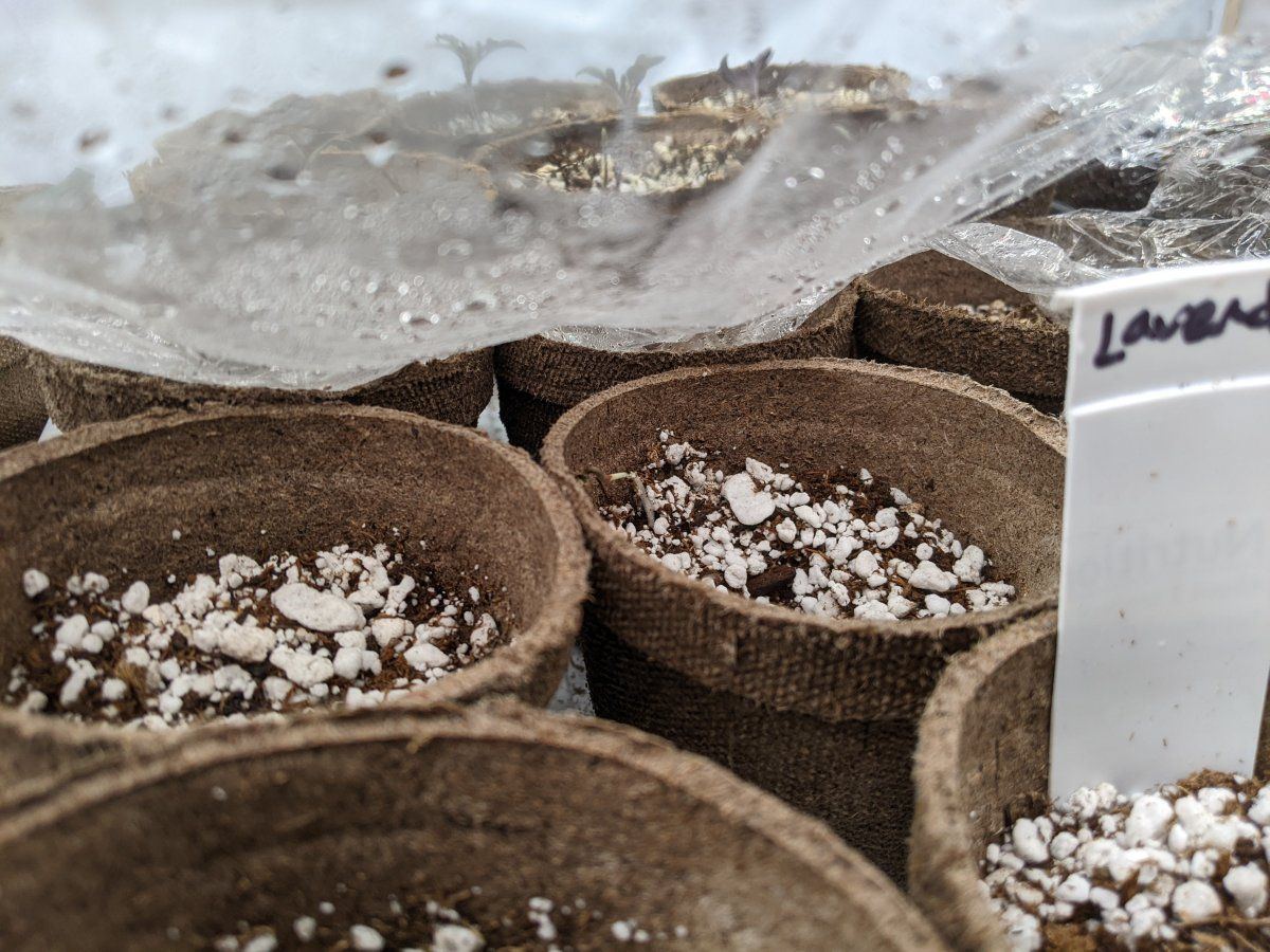My overly ambitious first grow