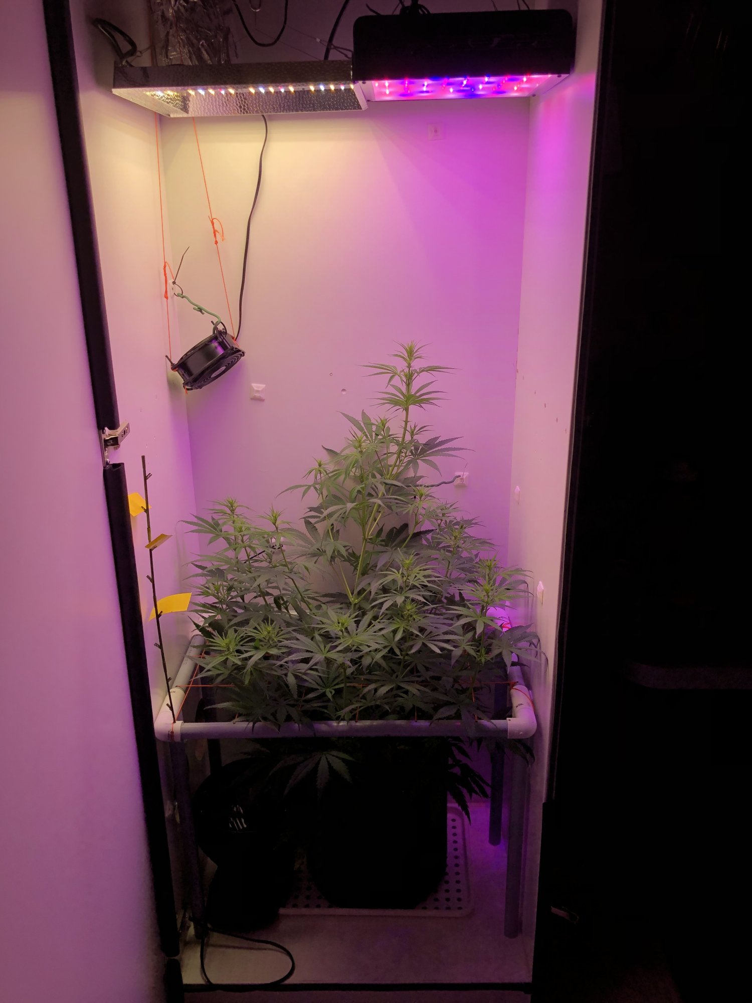My perpetual cabinet grow 5