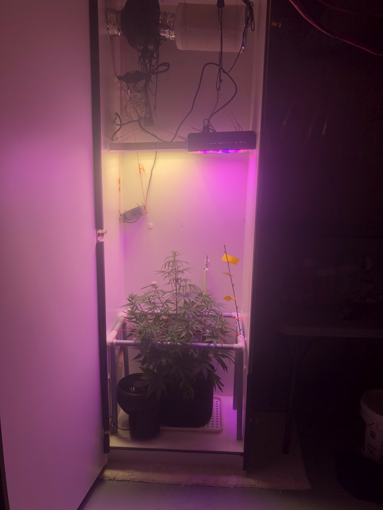 My perpetual cabinet grow