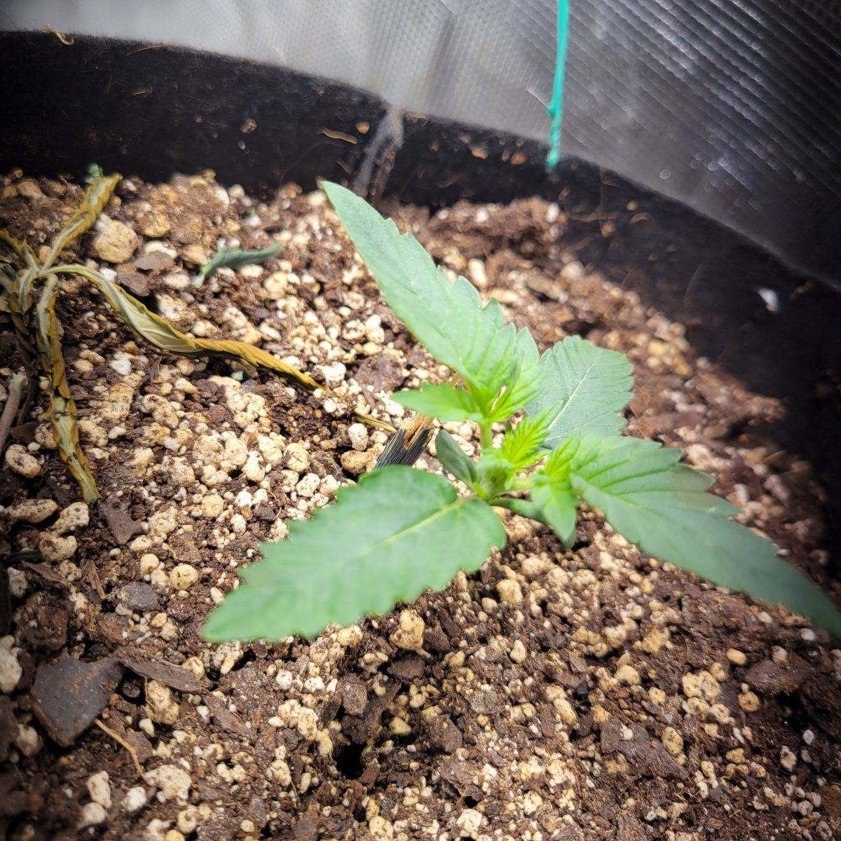 My perpetual grow 6 weeks to seedlings 13
