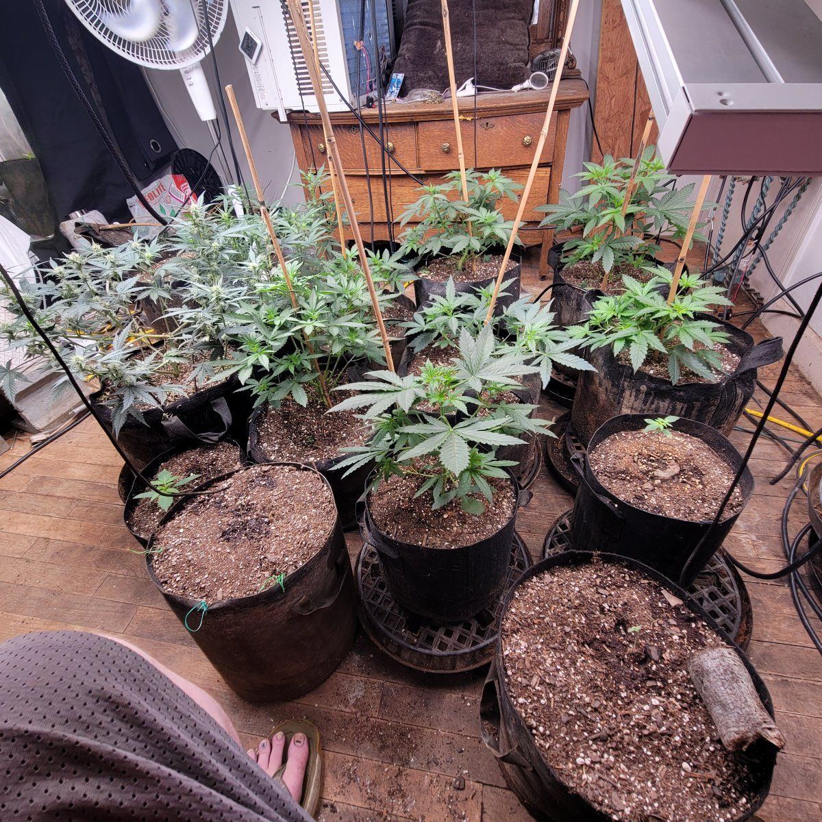 My perpetual grow 6 weeks to seedlings