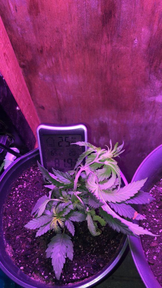 My plant is still praying after 7 hours help 2