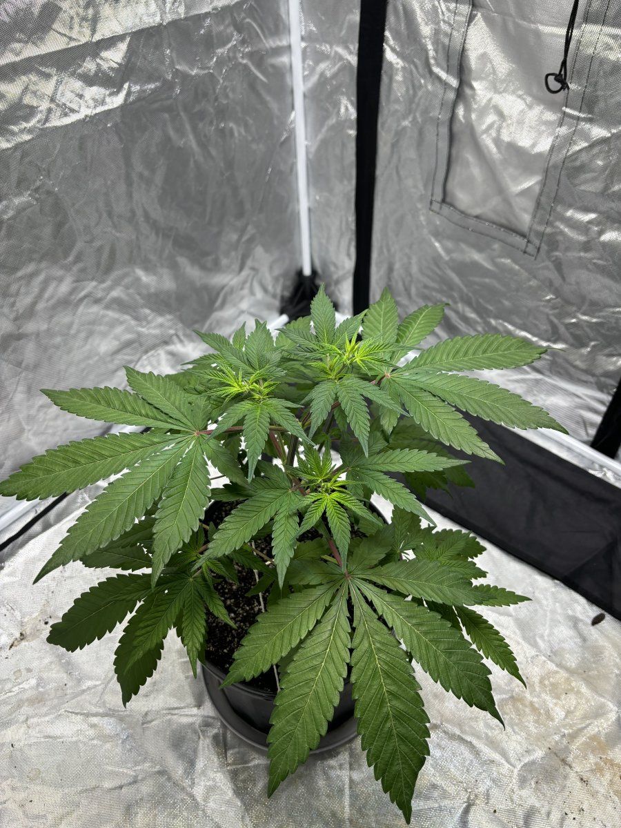My plant looks off and i need help 2