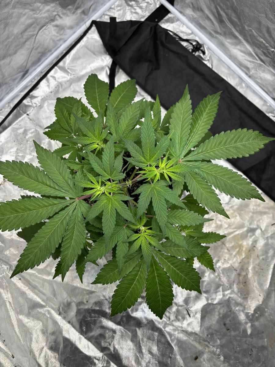 My plant looks off and i need help