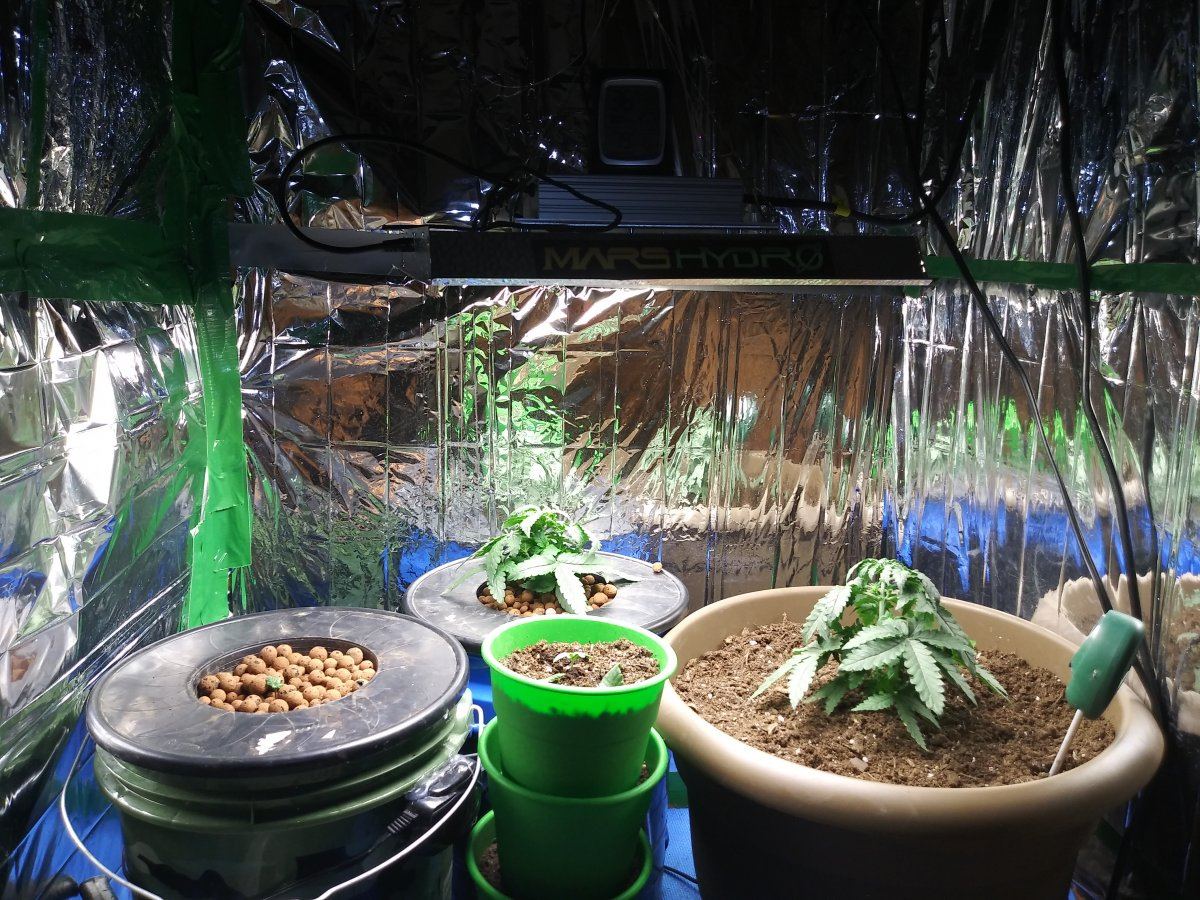 My plant seems droopy 3