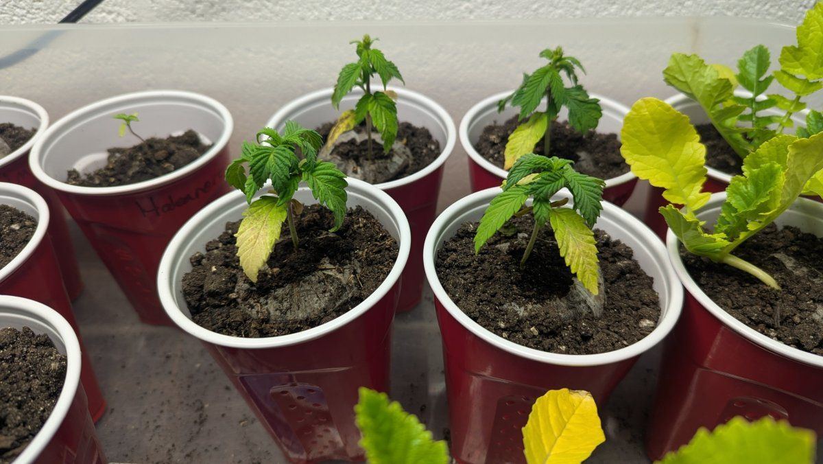My plants and i need some help 3