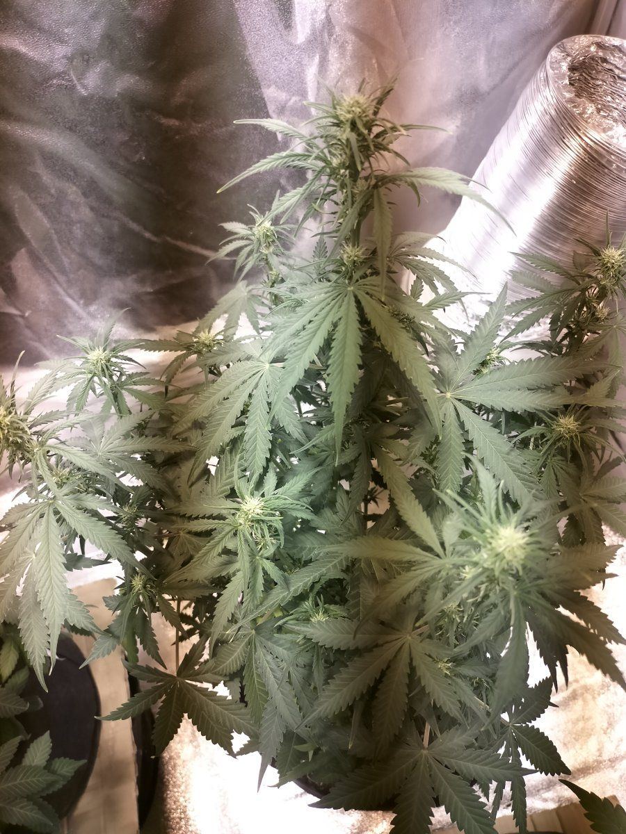 My plants are dying please help 4