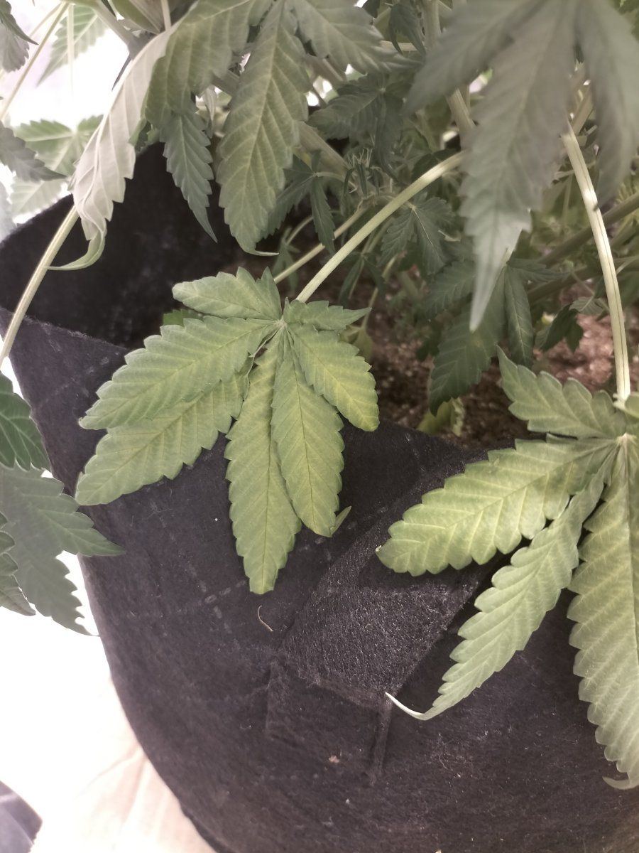 My plants are dying please help 5