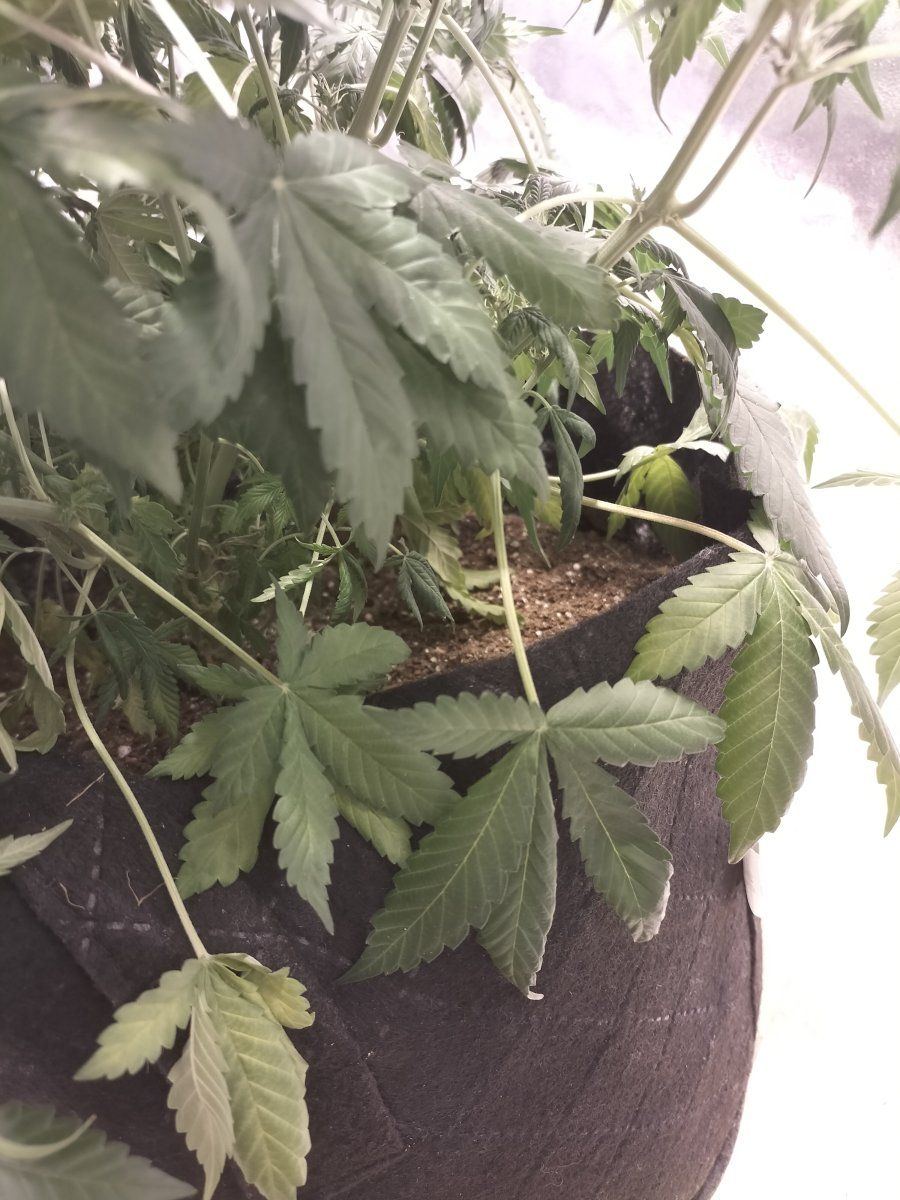My plants are dying please help 6