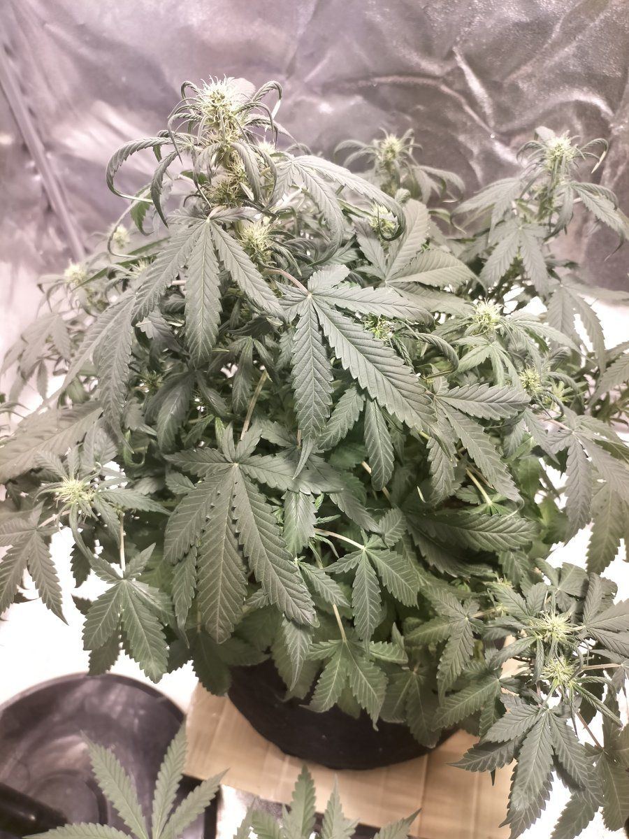 My plants are dying please help 7