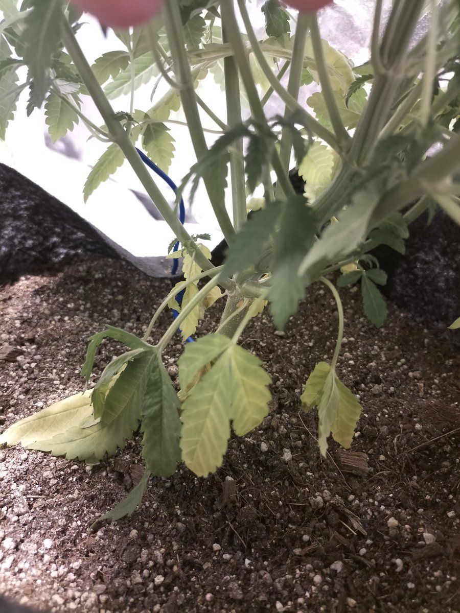 My plants are dying please help 8