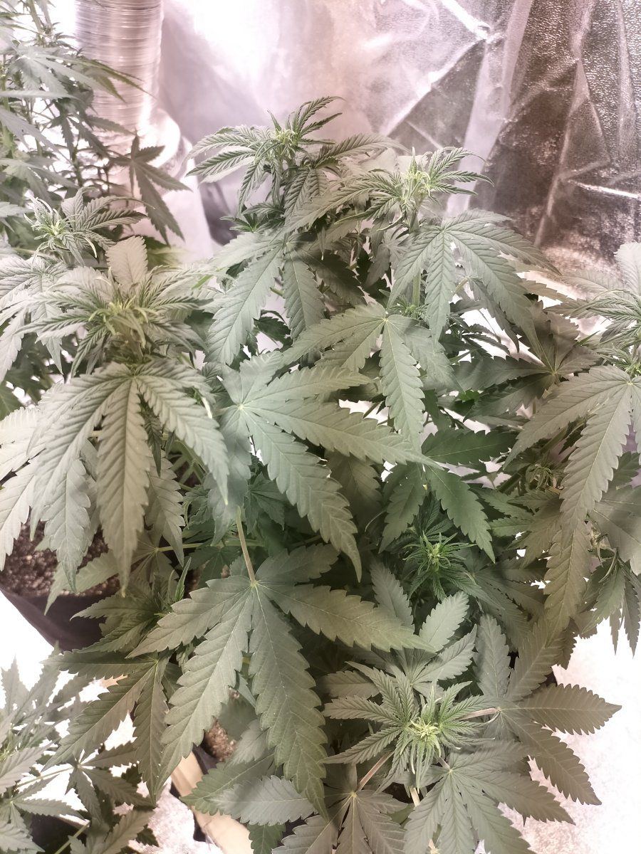 My plants are dying please help
