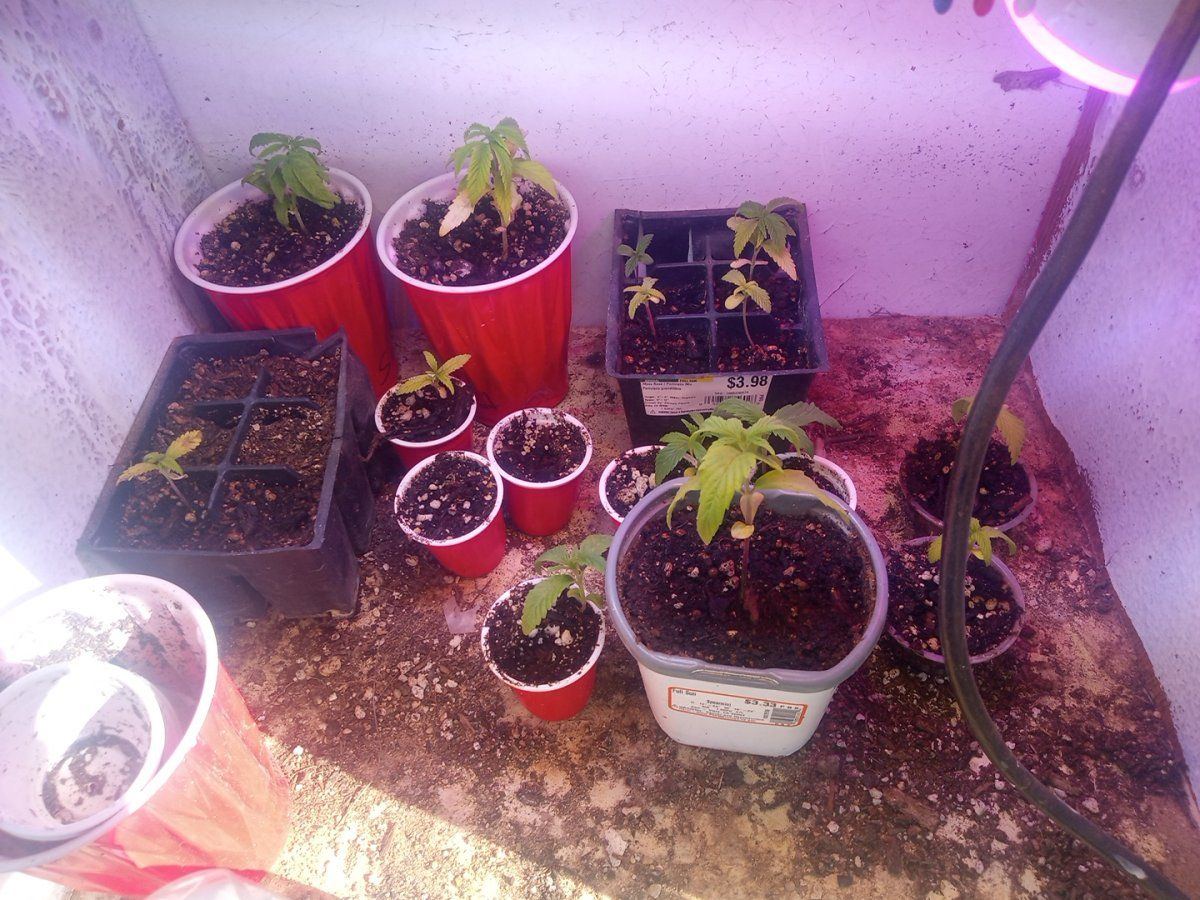 My plants are getting yellow leafs