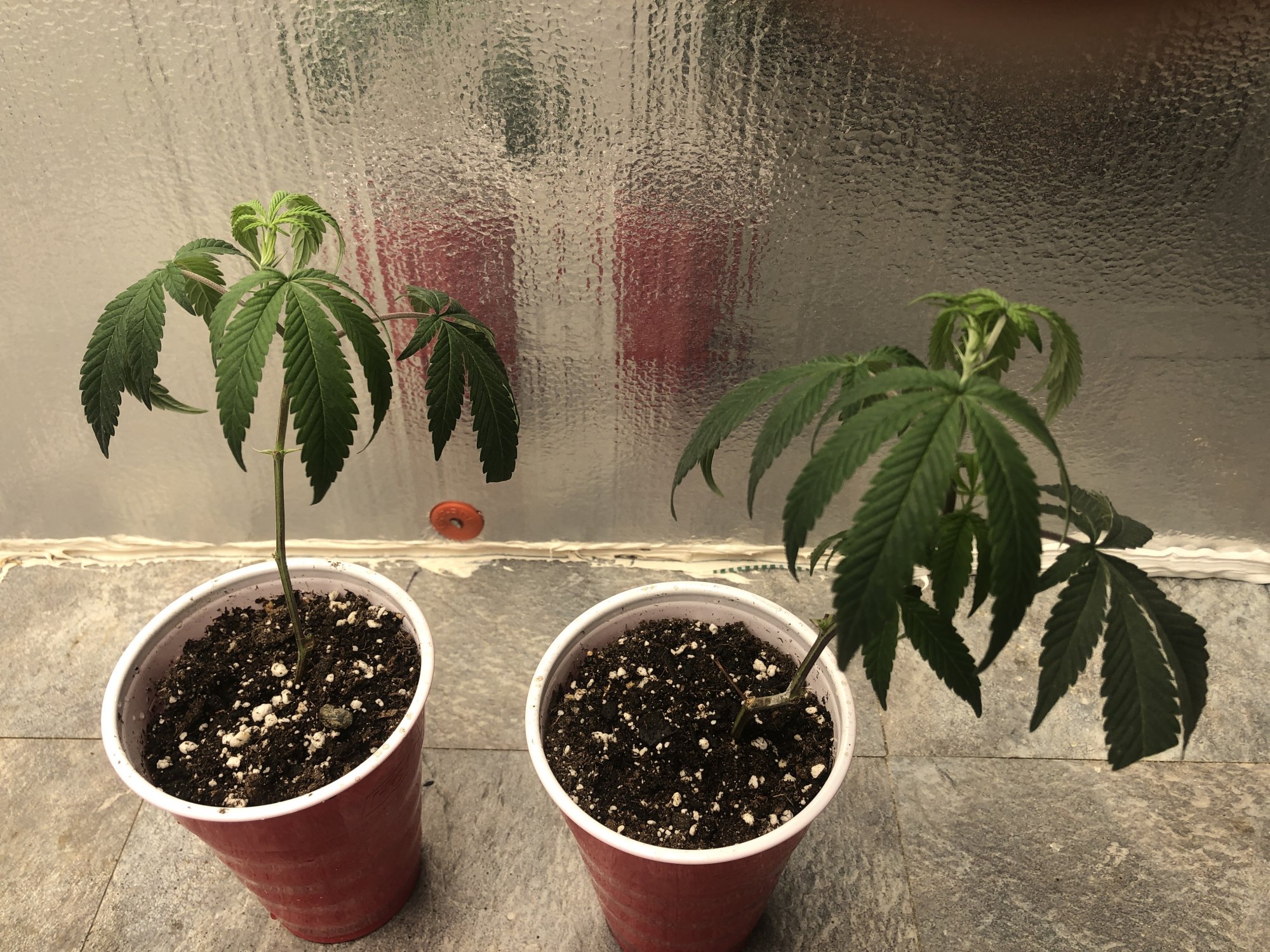 My plants dont look good can anyone help