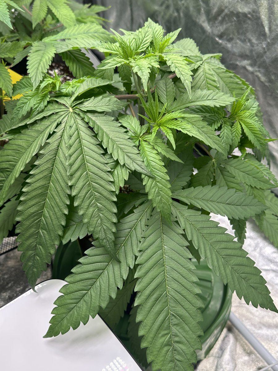My plants dont look happy 11