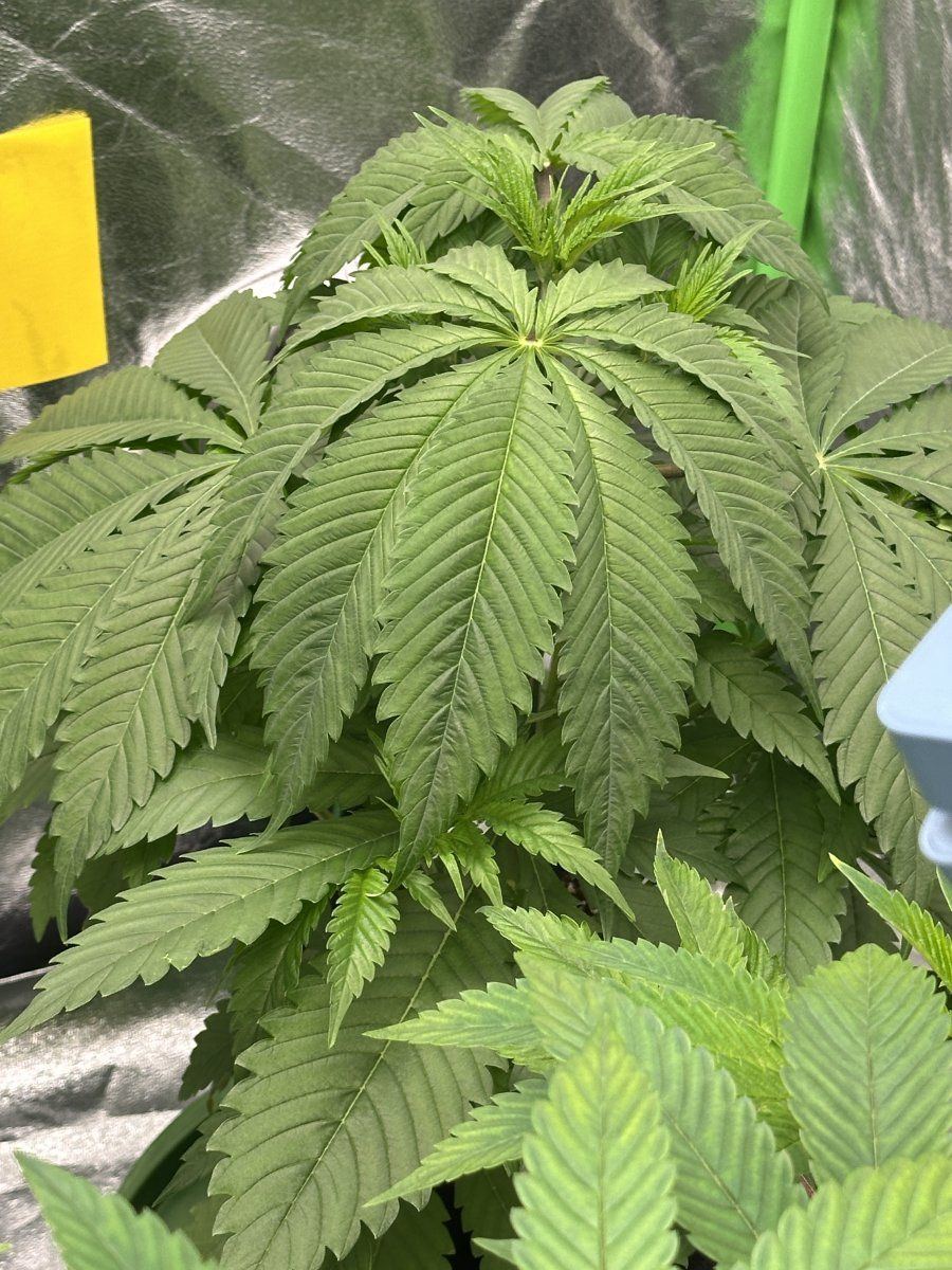 My plants dont look happy 12