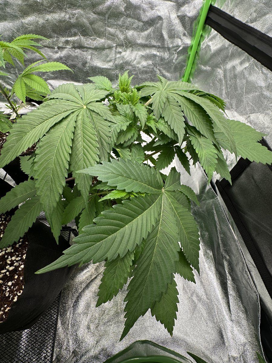 My plants dont look happy 3