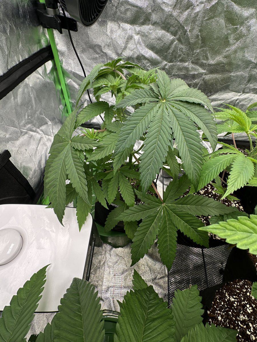 My plants dont look happy 4
