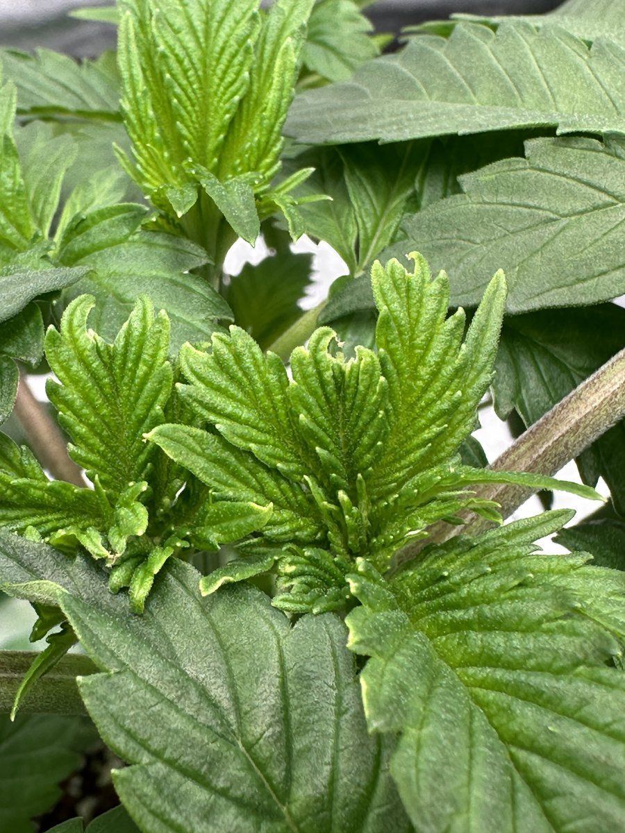My plants dont look happy 5