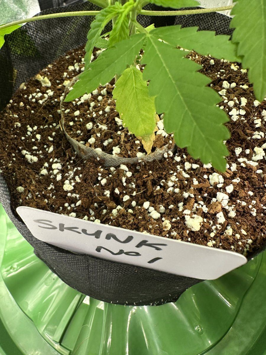 My plants dont look happy 6