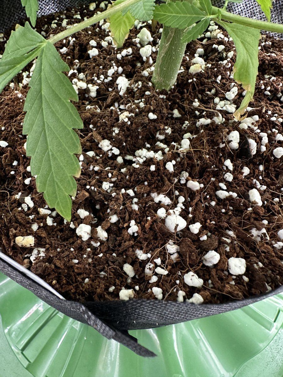 My plants dont look happy 7