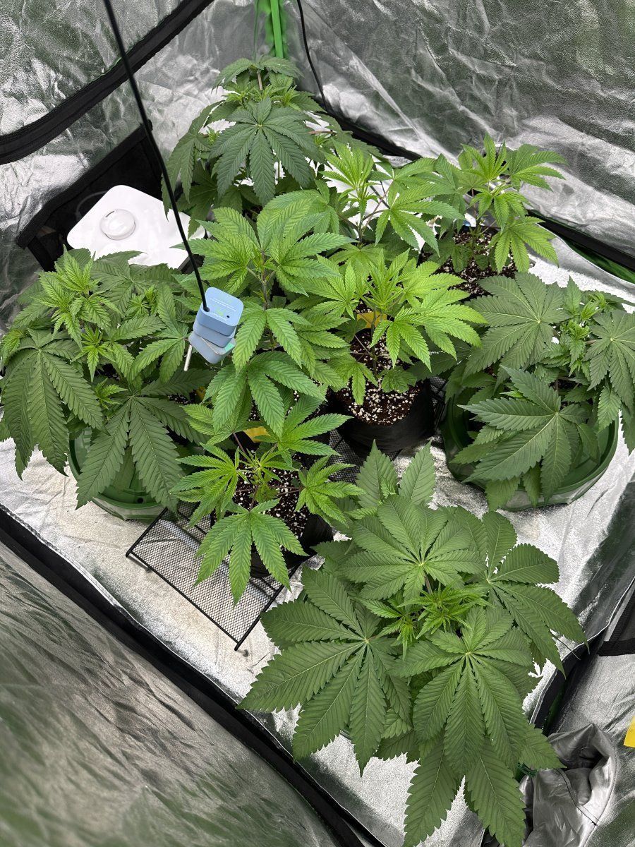 My plants dont look happy 8