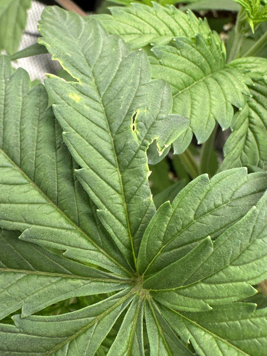 My plants dont look happy 9