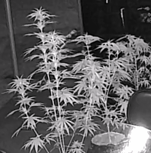 My plants havent been sleeping the last 3 nights early flower pic inside