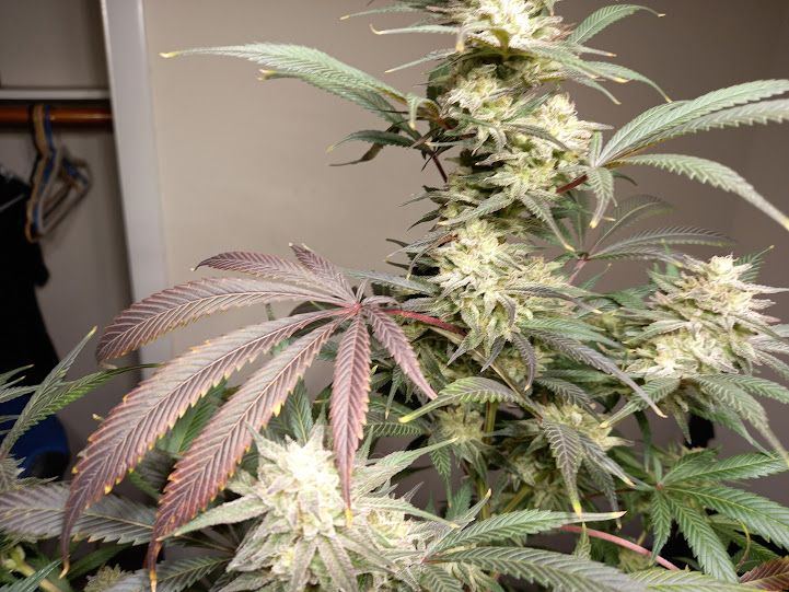 My plants