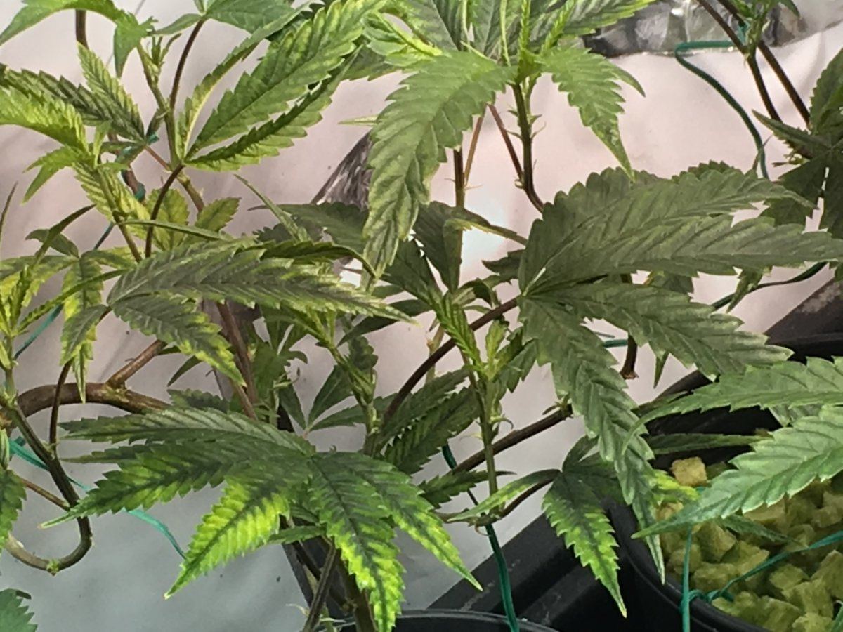 My plants leaves just cant stop from doing this someone please point me in right direction 3