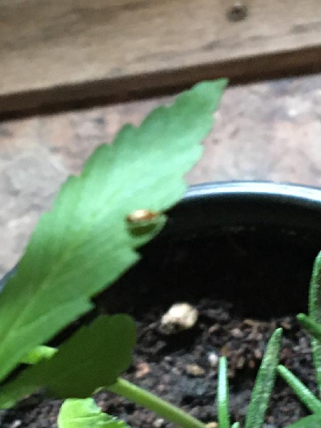 My plants started dying after repotting is this bug i found responsible 6