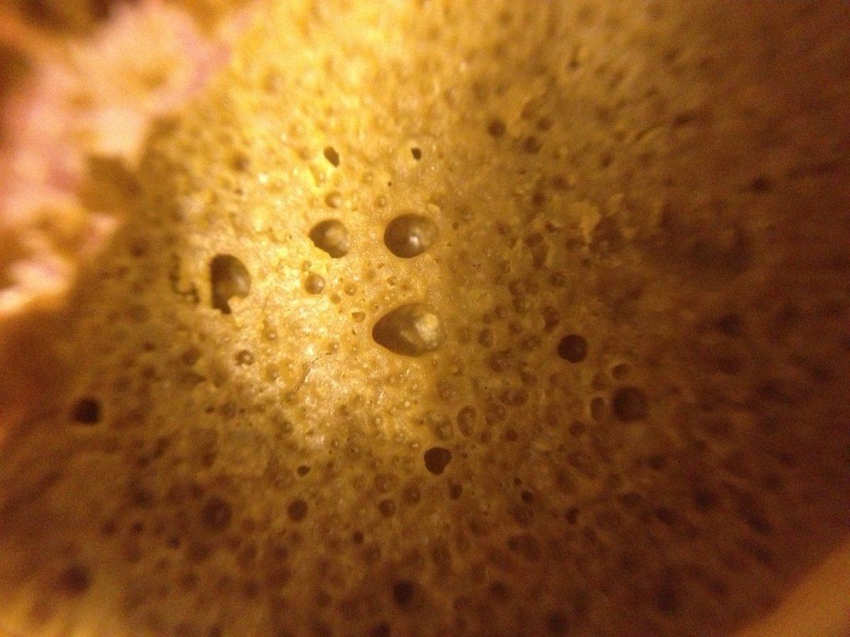 My recent bho run 4