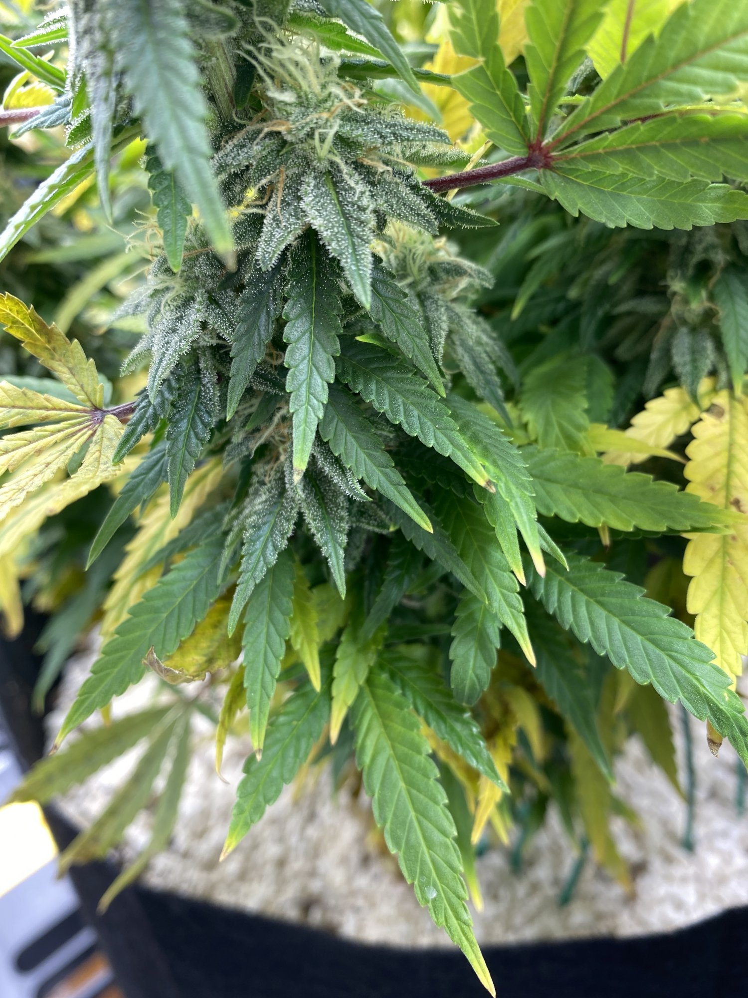 My recurring issue during flowering wtf 2