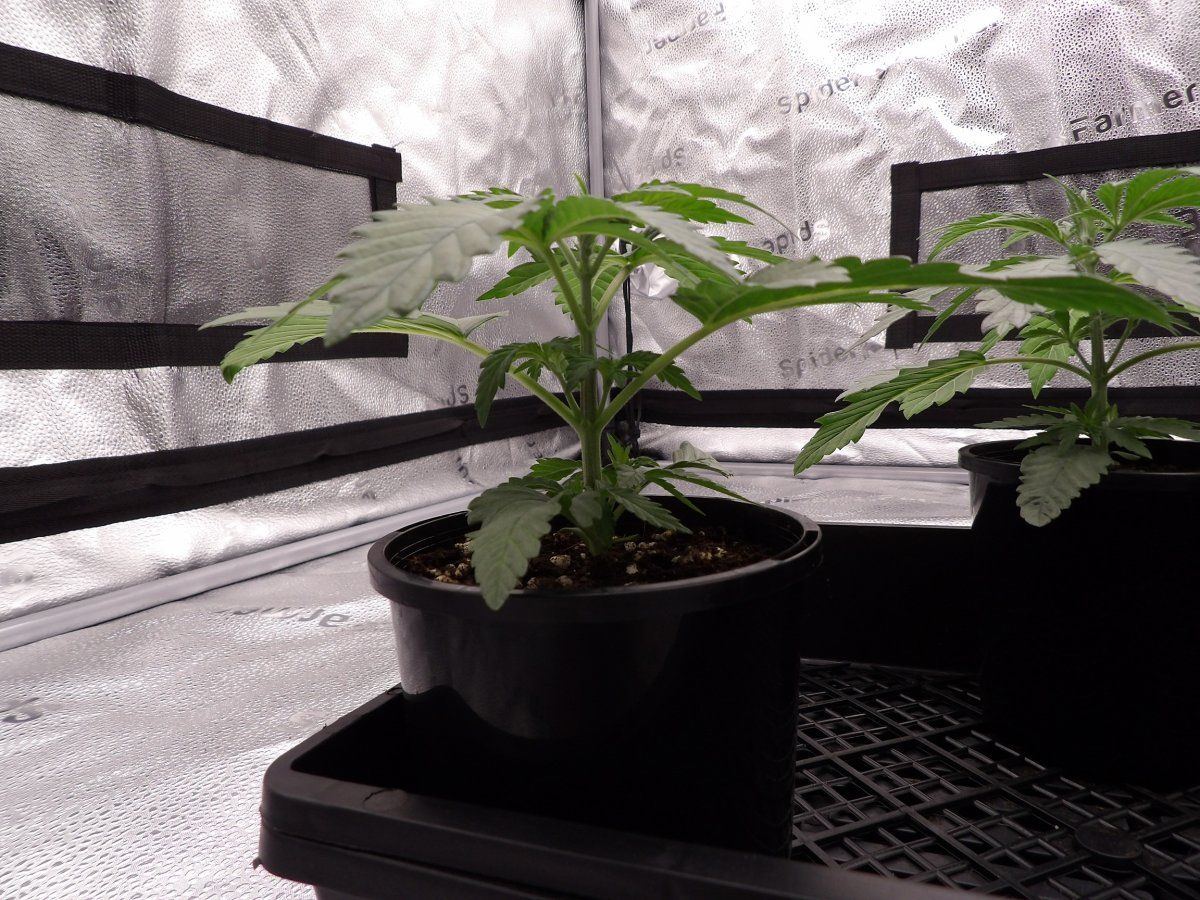 My return to growing by budranger 4